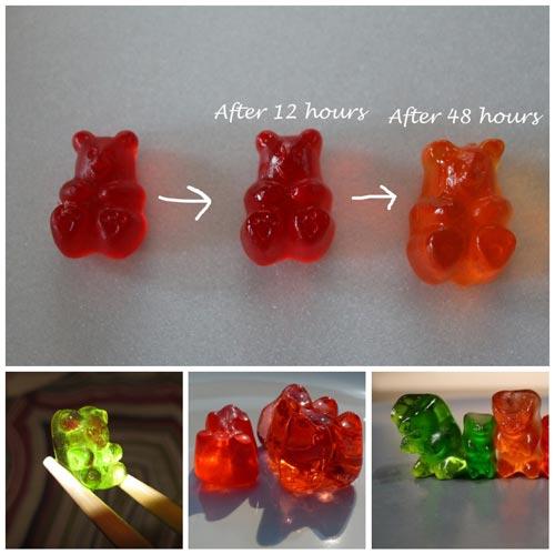 不可灌酒給小熊軟糖喝!!