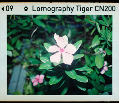 彩色負片現世！Lomography Color Tiger 110