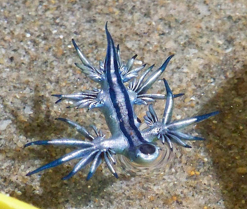 Blue Dragon Mollusk 藍龍!! Glaucus atlanticus