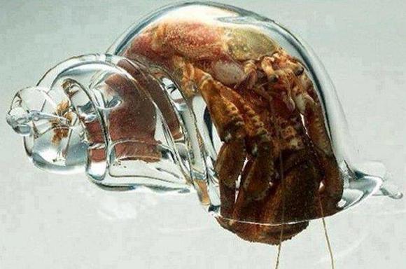 A Hermit Crab in a Glass Shell 寄居蟹in玻璃殼