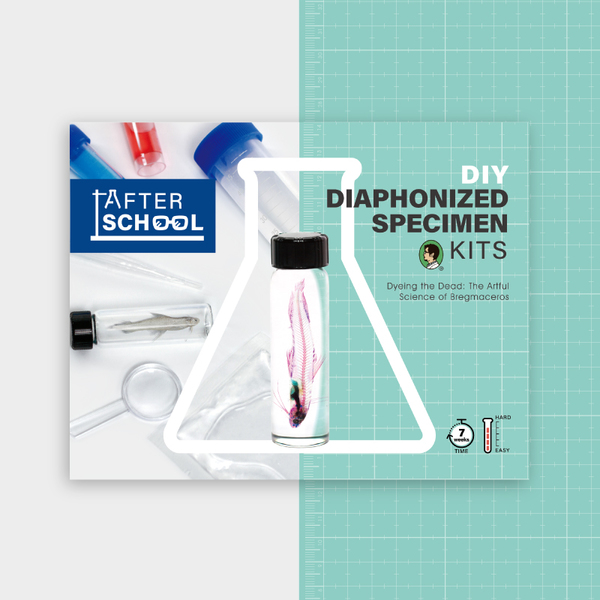 賽先生科學工廠_After School 透明魚標本製作套組